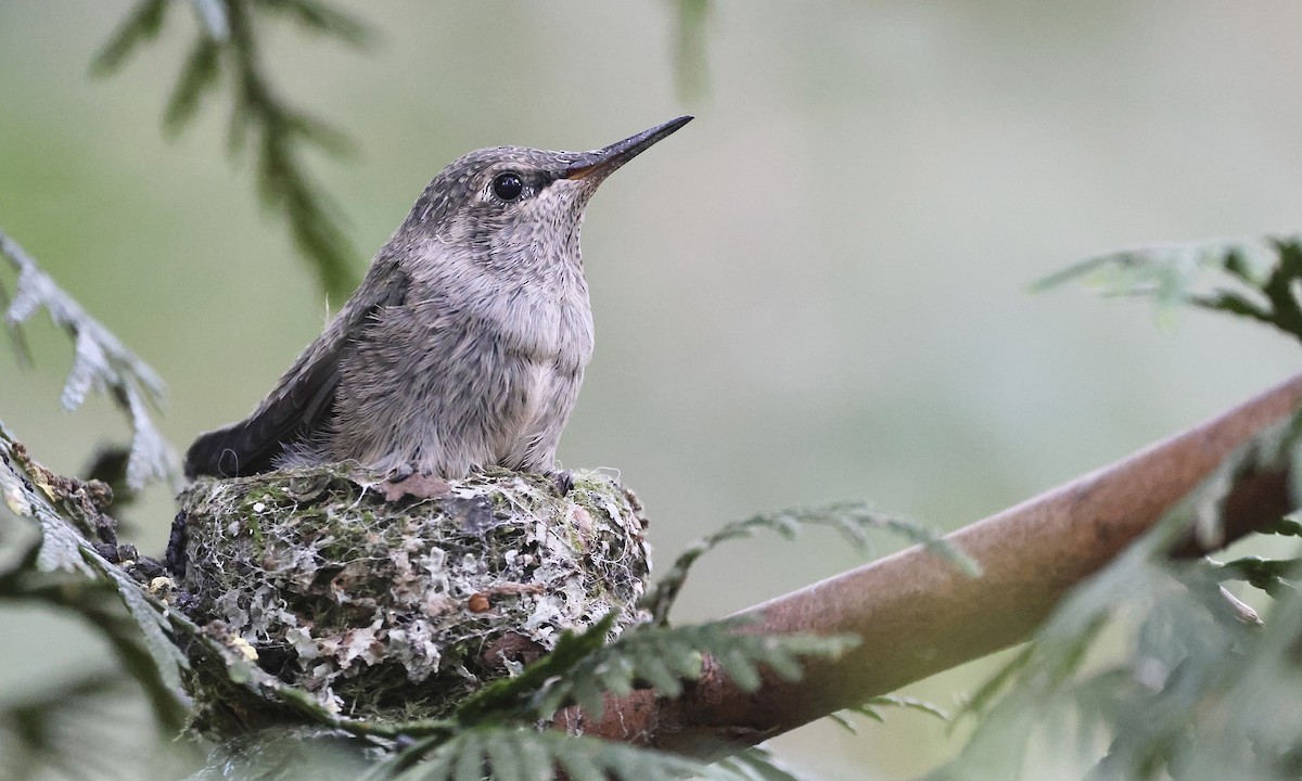 Anna's Hummingbird - ML654681090