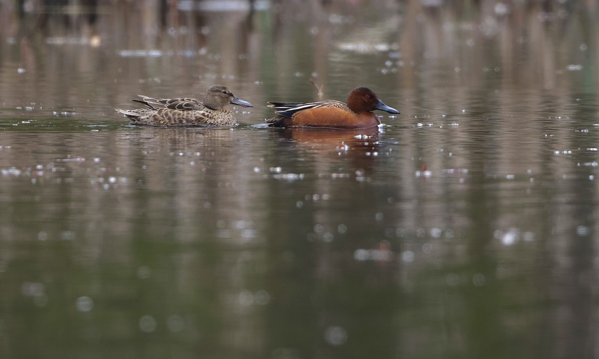 Cinnamon Teal - ML654681445
