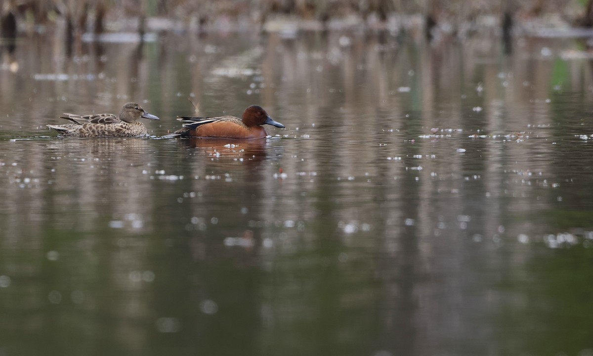 Cinnamon Teal - ML654681446