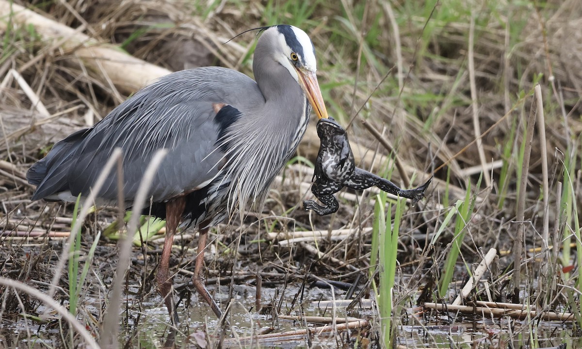 Great Blue Heron - ML654681699