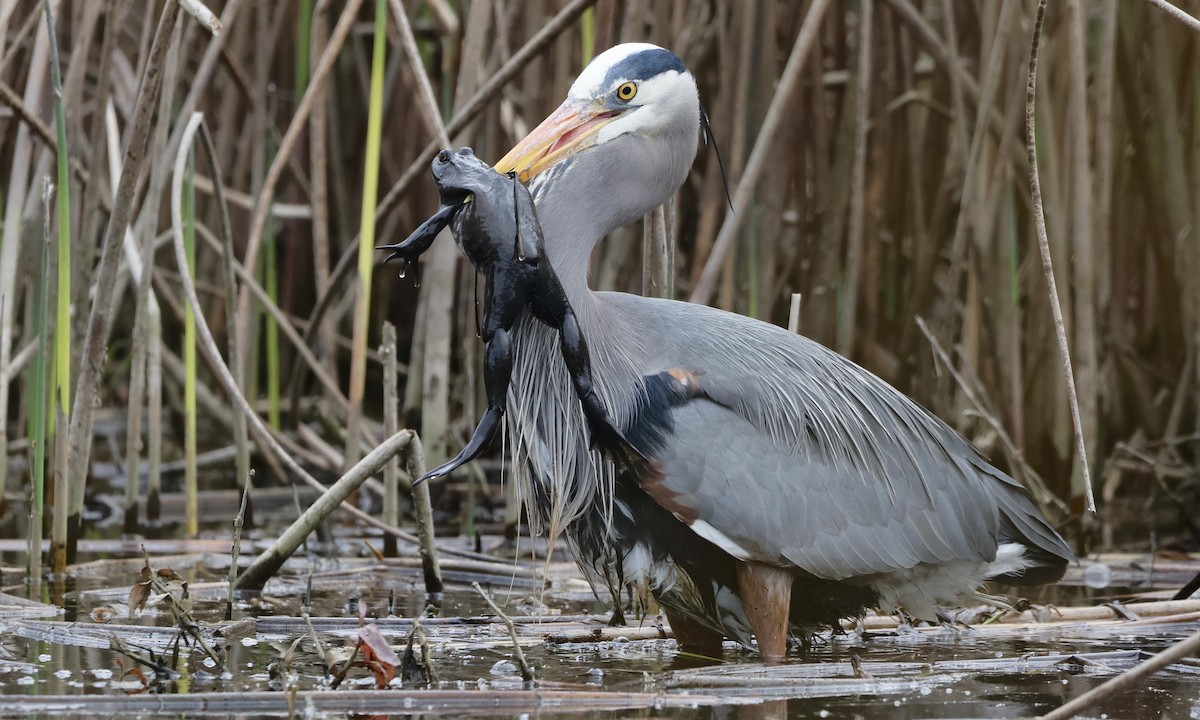 Great Blue Heron - ML654681700