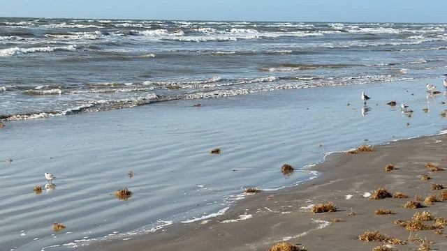 Sanderling - ML654682243