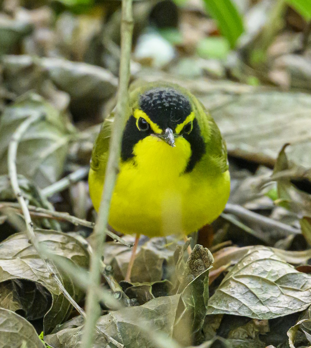 kentuckyparula - ML654683982