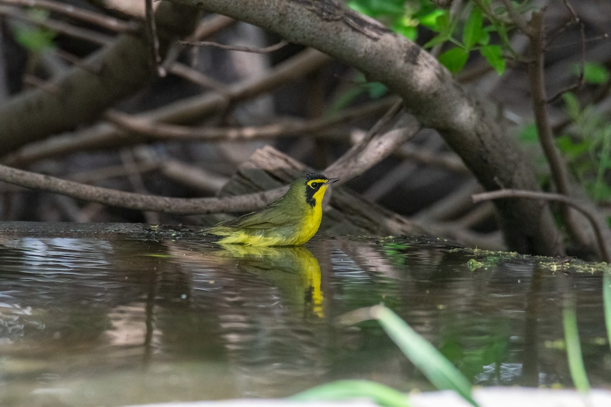 kentuckyparula - ML654686056