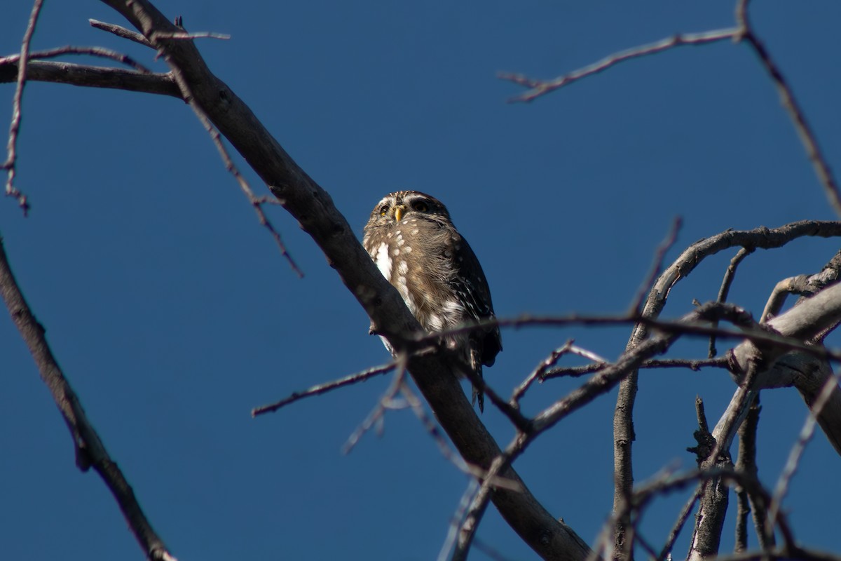 Austral Pygmy-Owl - ML654686666