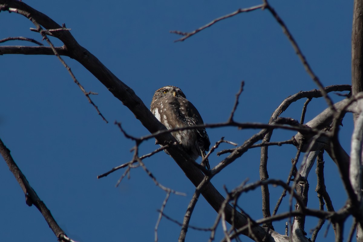 Austral Pygmy-Owl - ML654686669