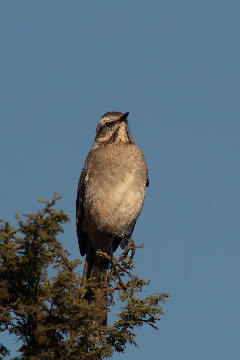 Chilean Mockingbird - ML654686691