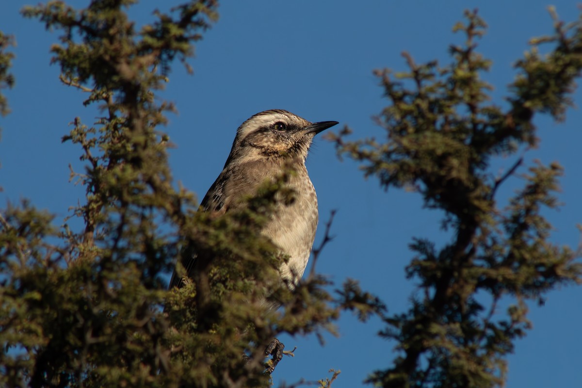 Chilean Mockingbird - ML654686692