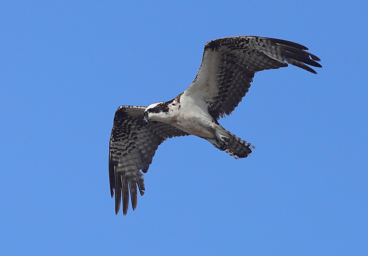 Osprey - ML654686809