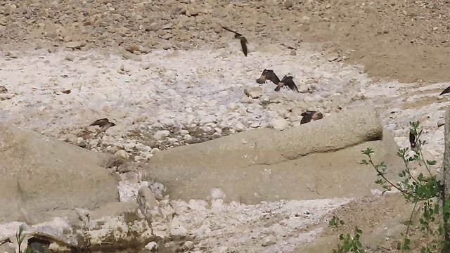 Cliff Swallow - ML654686936