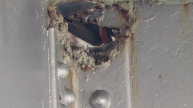 Cliff Swallow - ML654687003