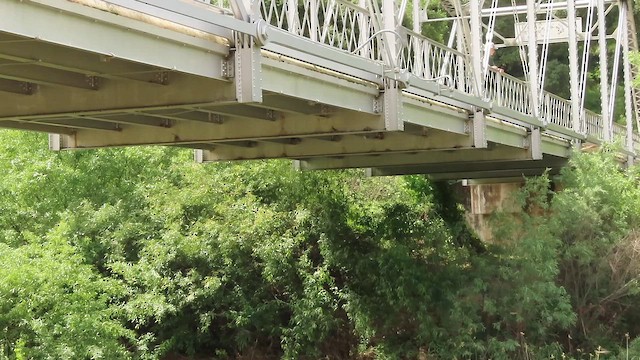 Cliff Swallow - ML654687275