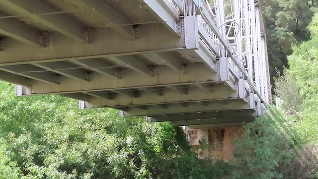 Cliff Swallow - ML654687451