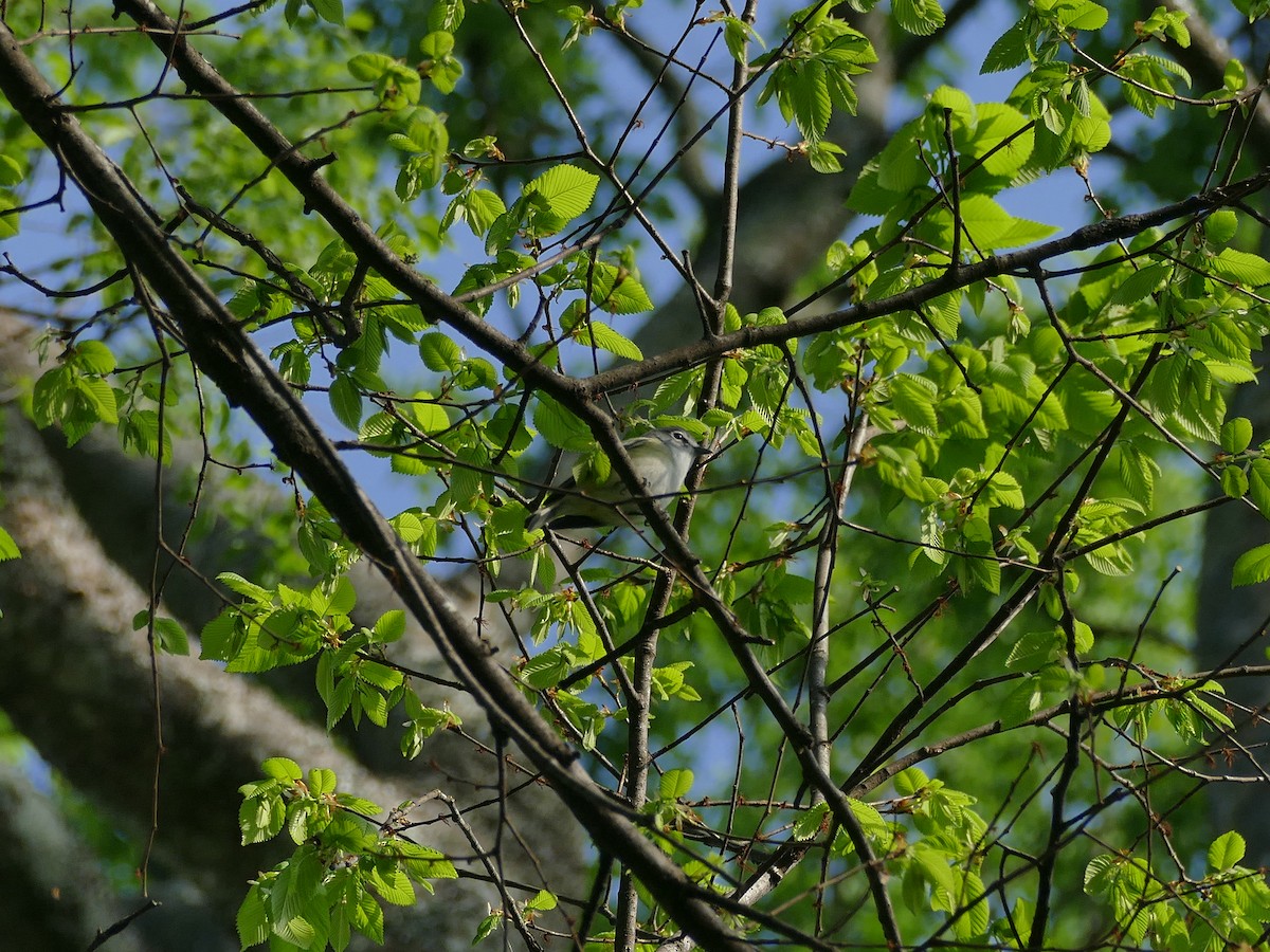 Blue-headed Vireo - ML654688091
