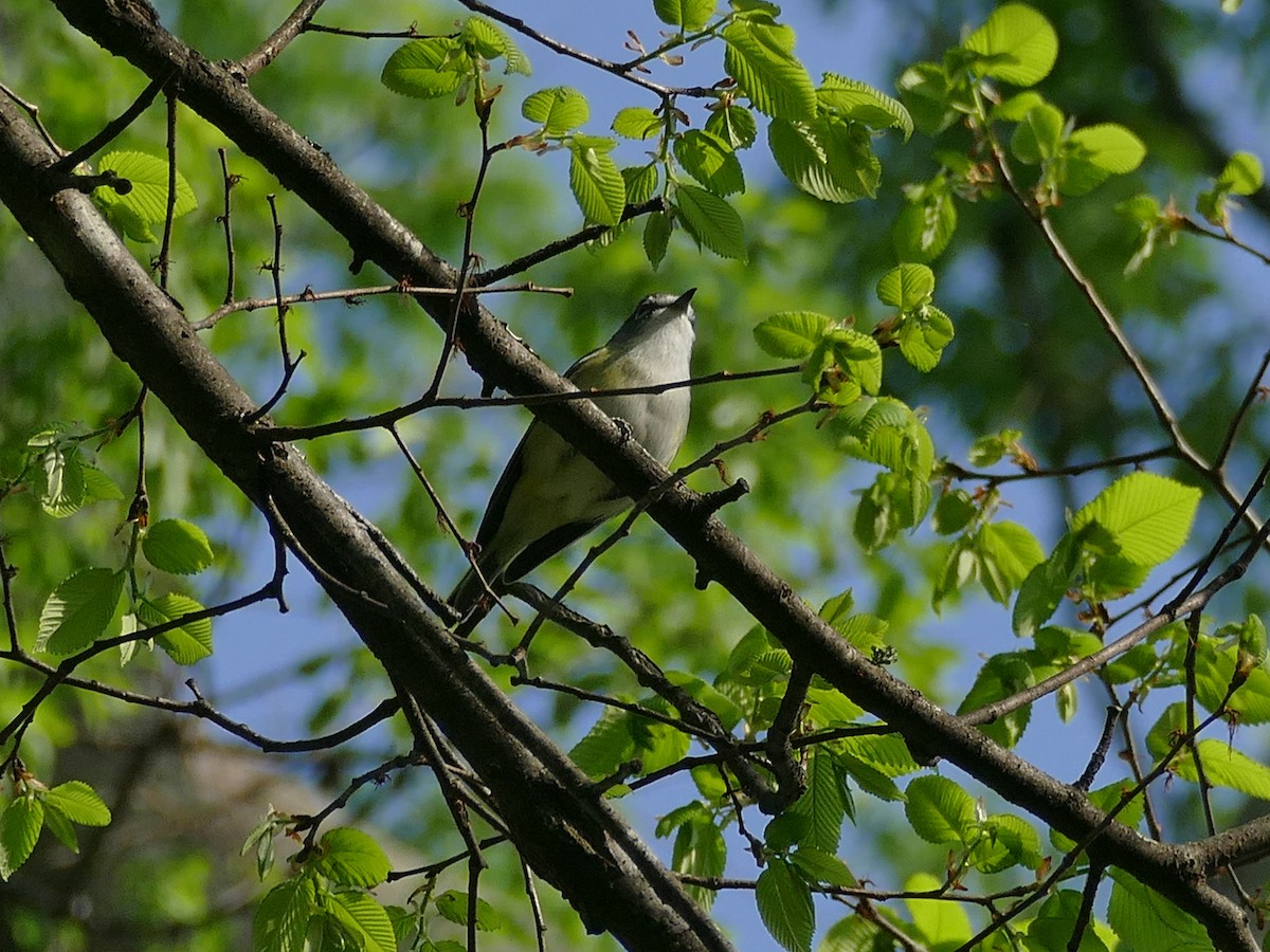 Blue-headed Vireo - ML654688103