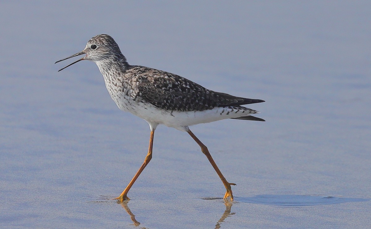 Lesser Yellowlegs - ML654688338