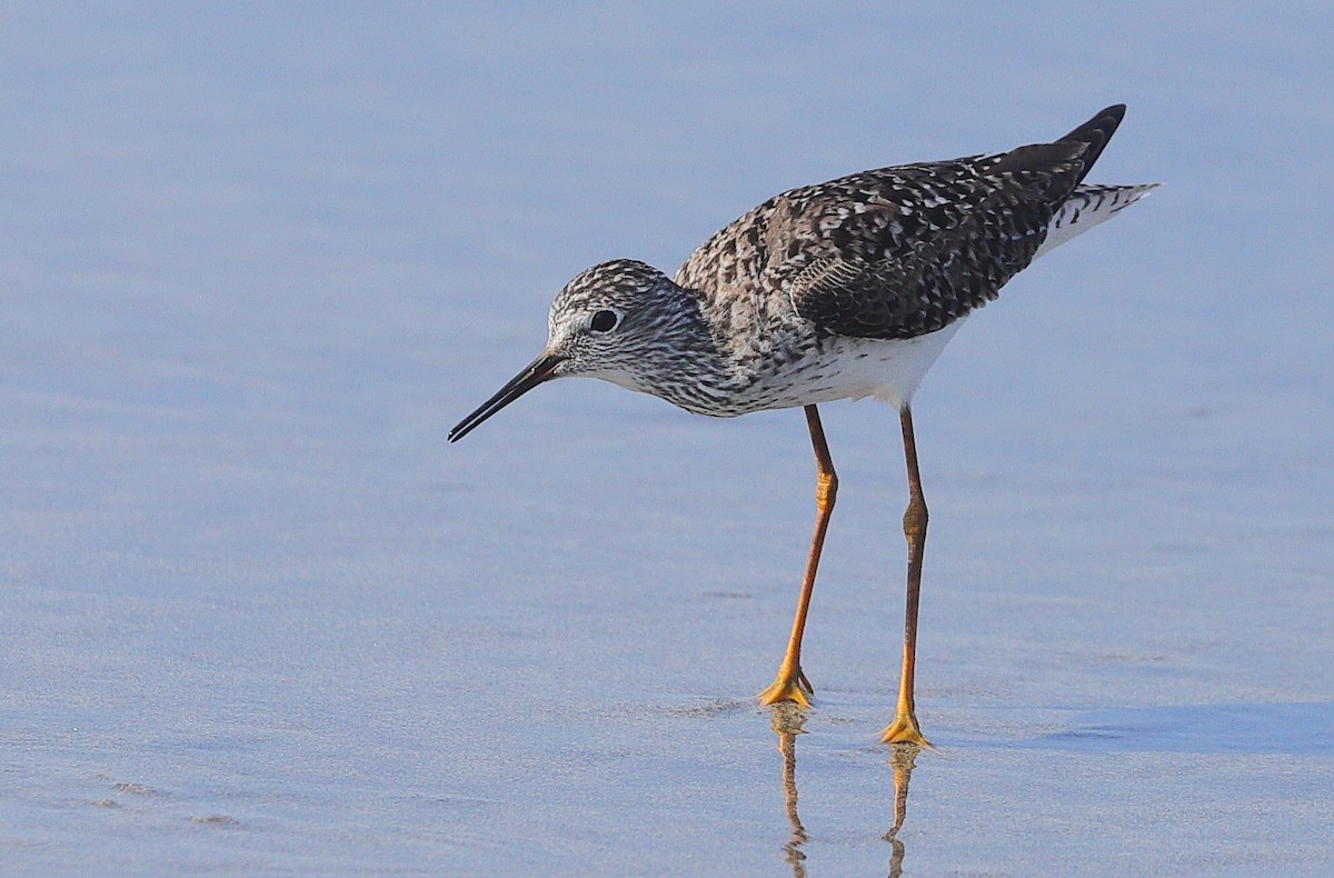 Lesser Yellowlegs - ML654688339