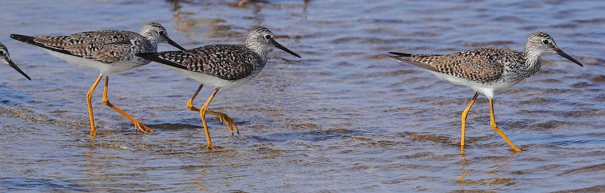 Lesser Yellowlegs - ML654688340