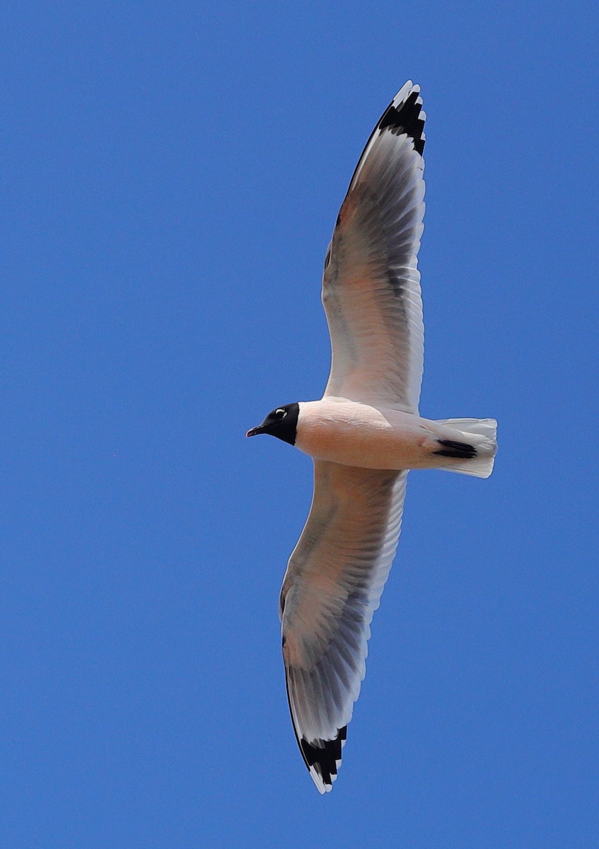 Franklin's Gull - ML654688439
