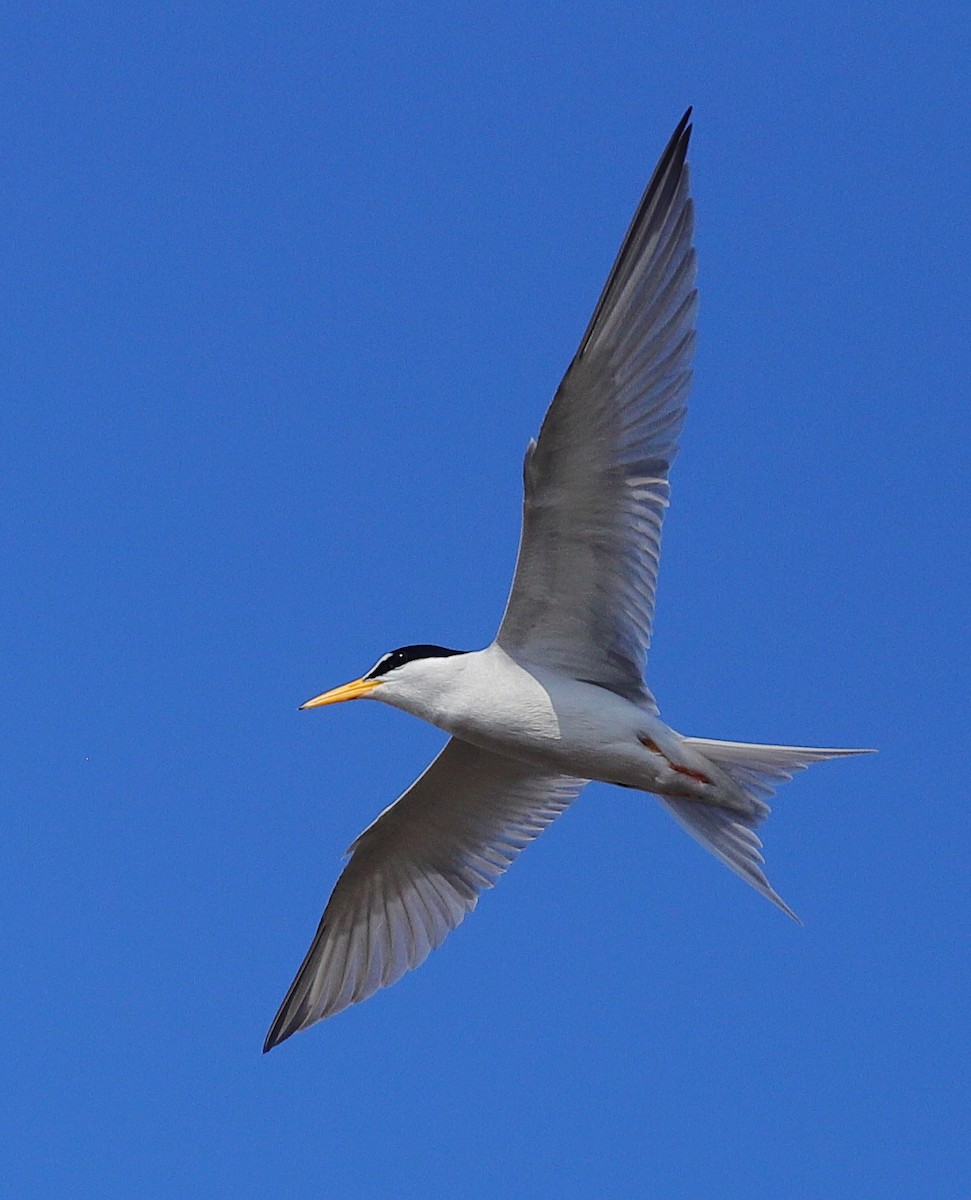 Least Tern - ML654688482