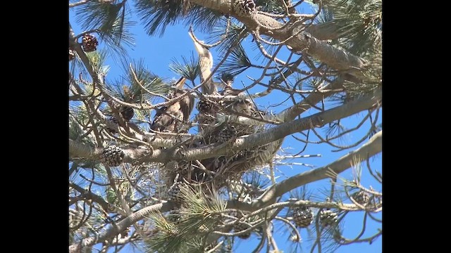 Garza Azulada - ML654688638