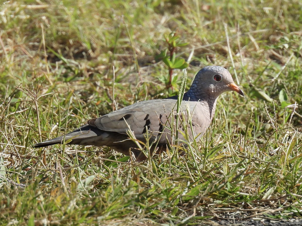Common Ground Dove - ML654689180