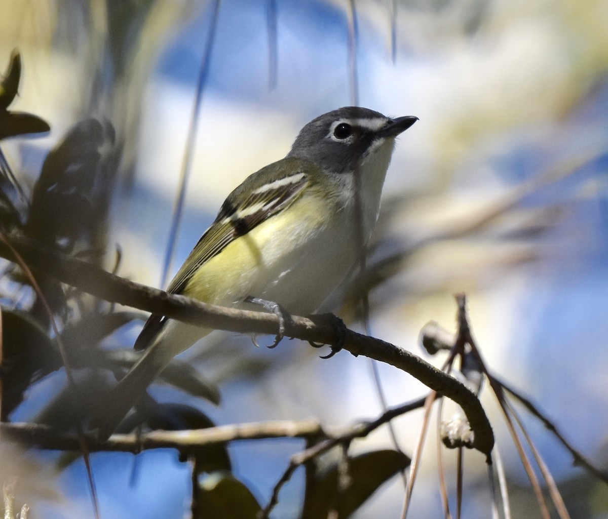 Blue-headed Vireo - ML654690374