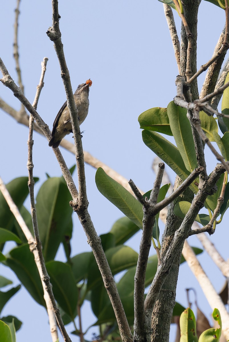 Cambodian Flowerpecker - ML654690443