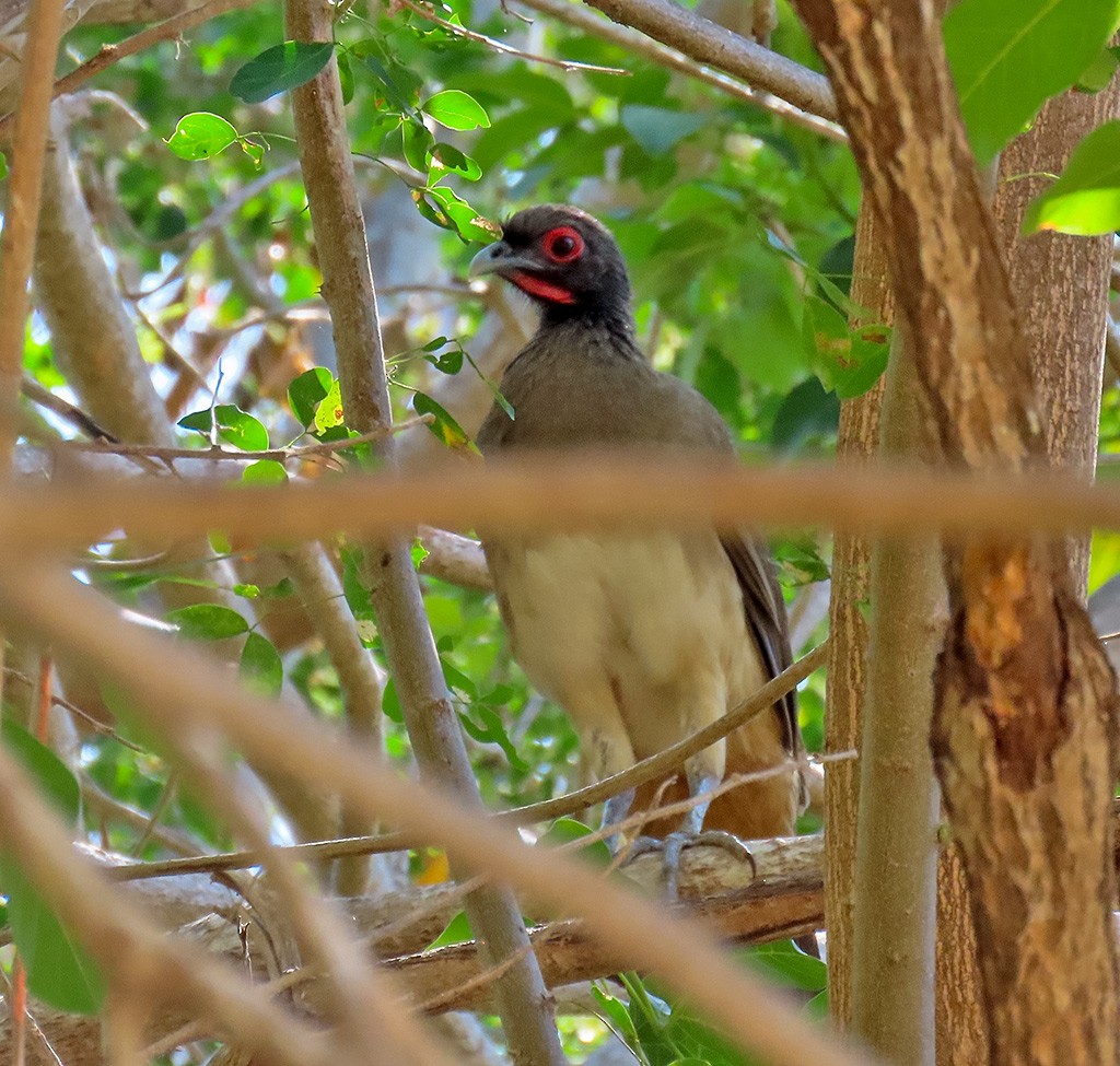 West Mexican Chachalaca - ML654690595