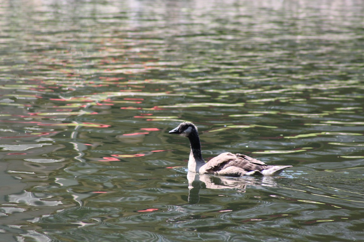 Canada Goose - ML65469091