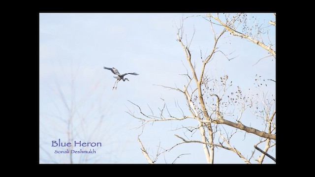 Garza Azulada - ML654691103