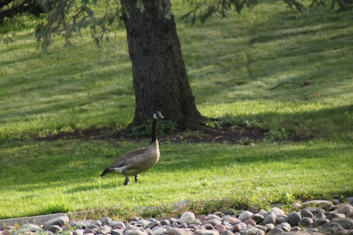 Canada Goose - ML65469131