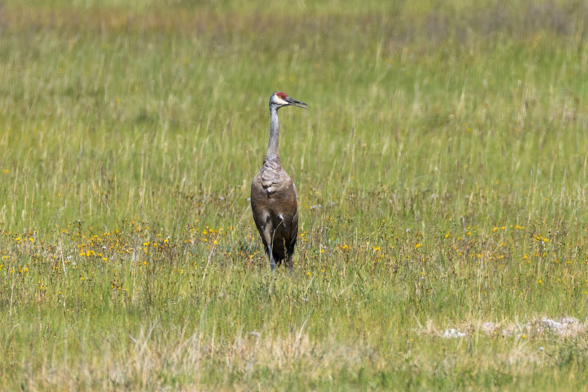 Sandhill Crane - Ales Tomek