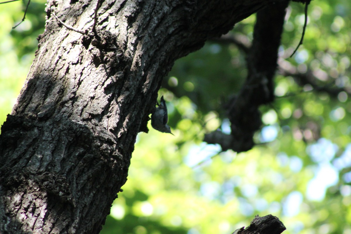 White-breasted Nuthatch - ML65469191