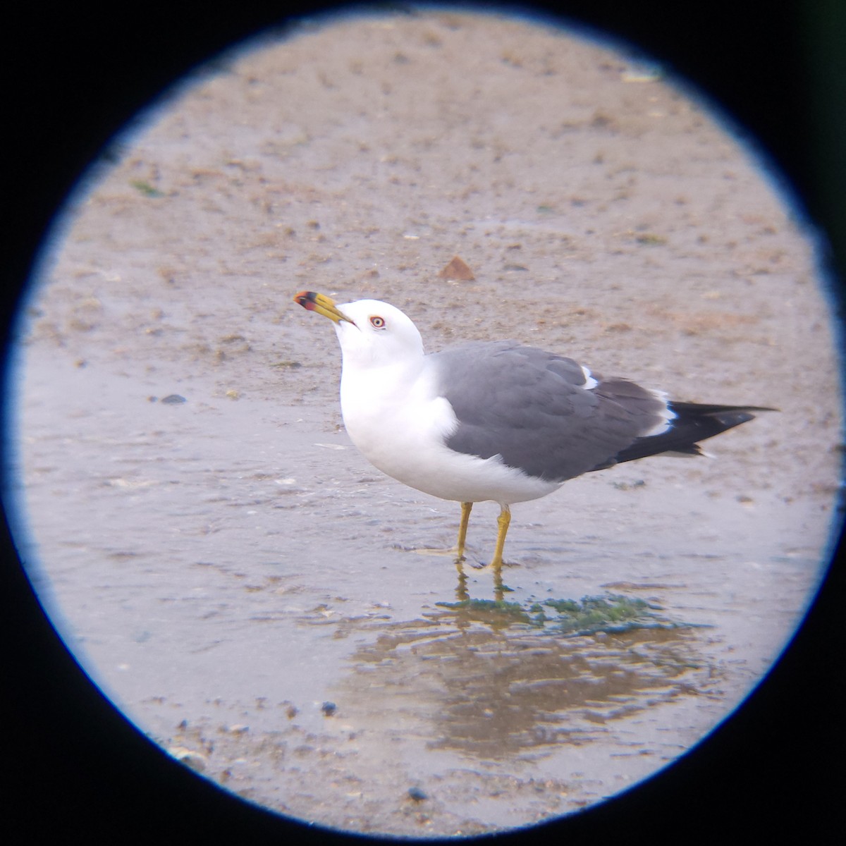 Black-tailed Gull - ML654695305