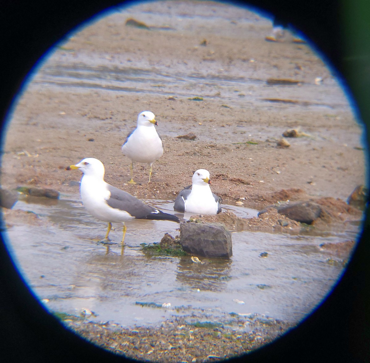 Black-tailed Gull - ML654695306