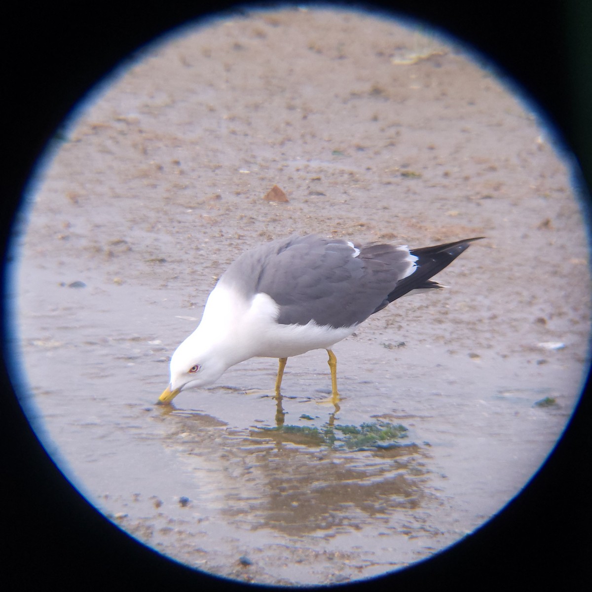 Black-tailed Gull - ML654695307