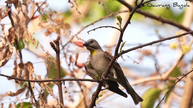 Yellow-throated Sparrow - ML654695411