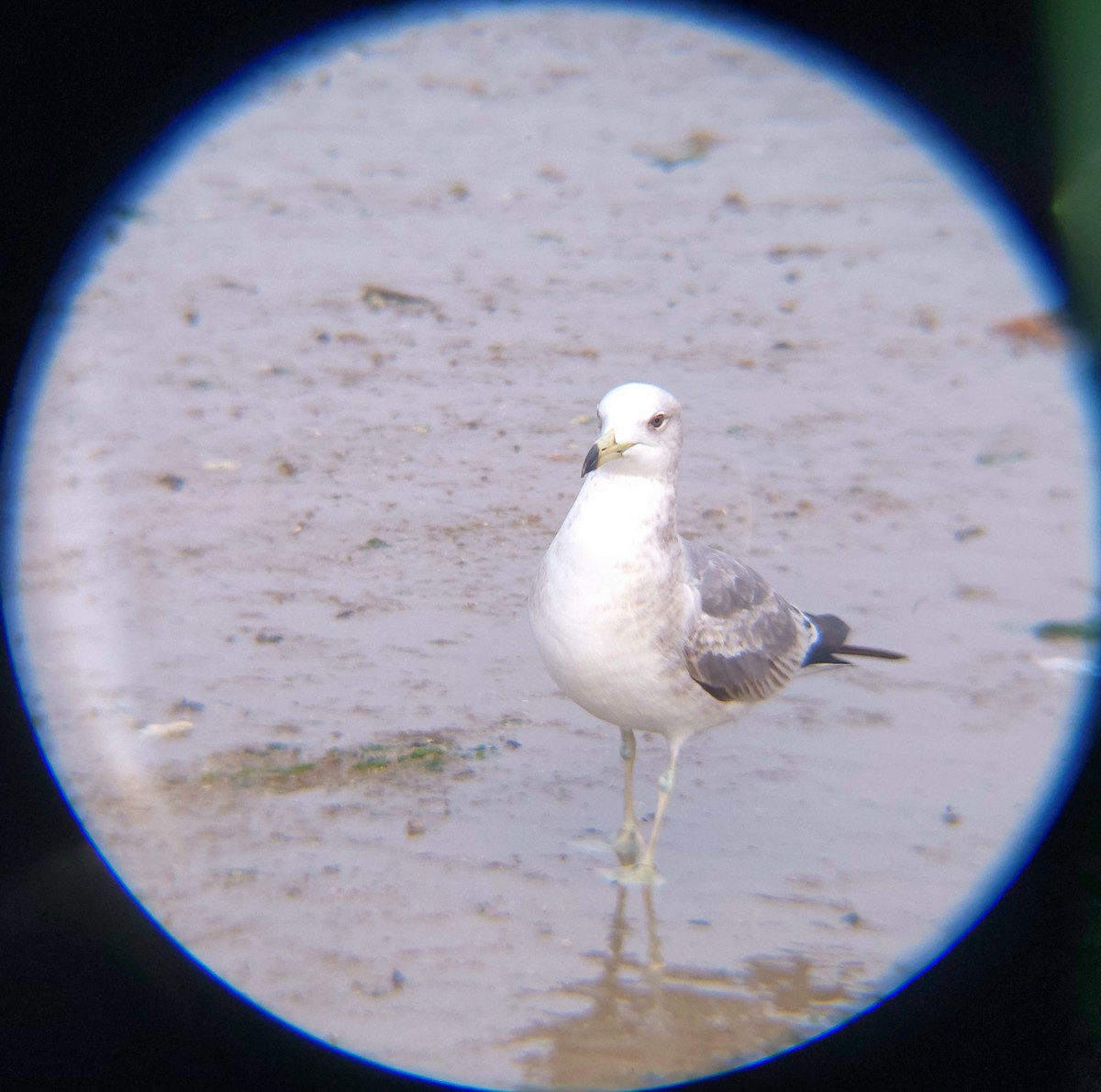 Black-tailed Gull - ML654695441
