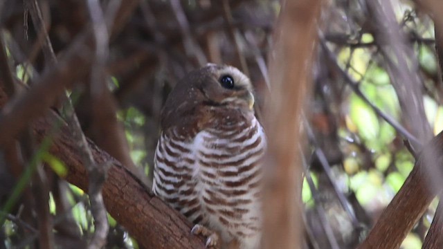 White-browed Owl - ML654695649