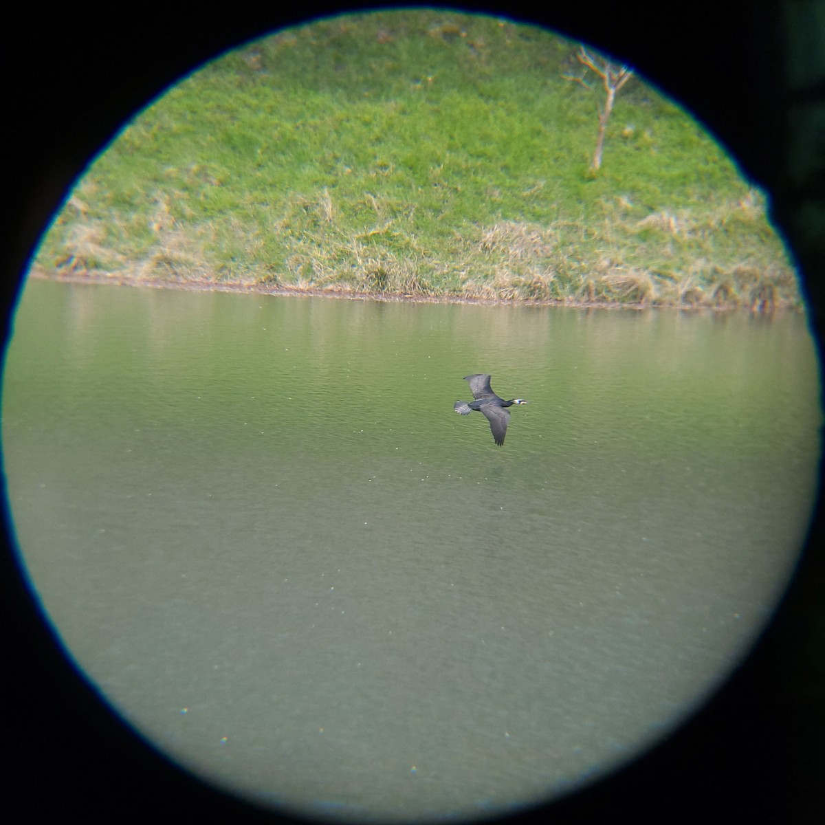 Ubarroi handia - ML654695709