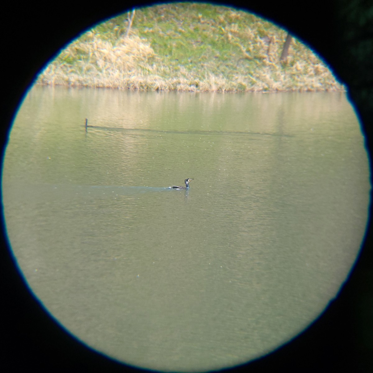 Ubarroi handia - ML654695710