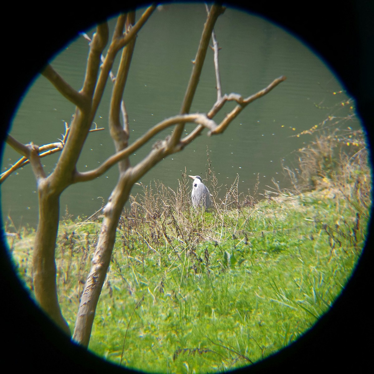 Koartza hauskara - ML654695713