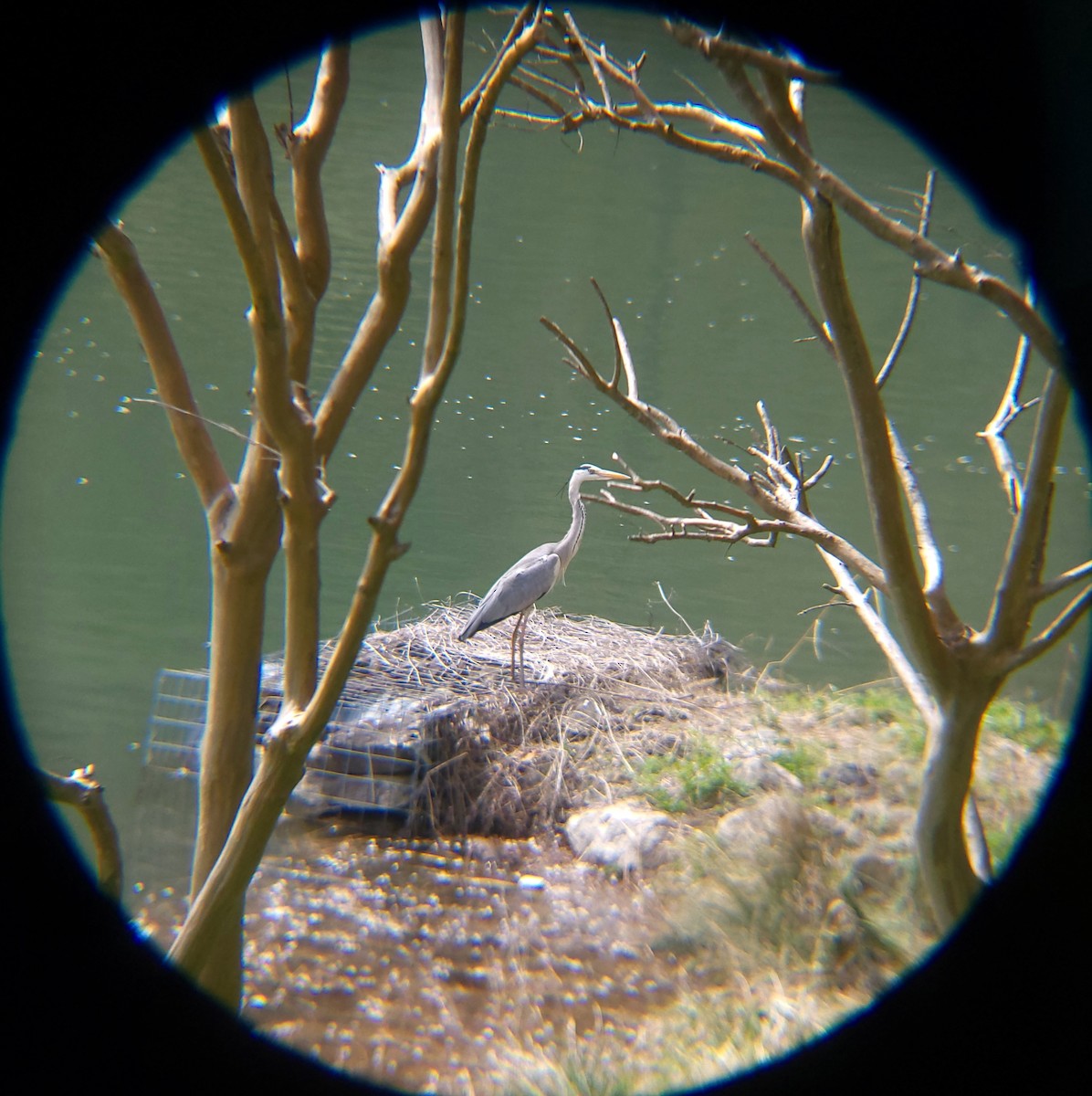 Koartza hauskara - ML654695714