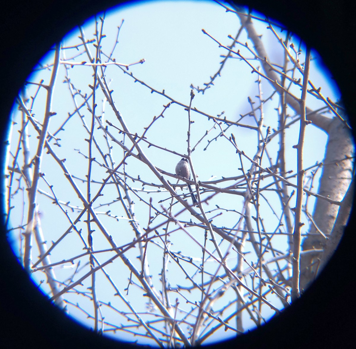 Buztanluze arrunta - ML654695717