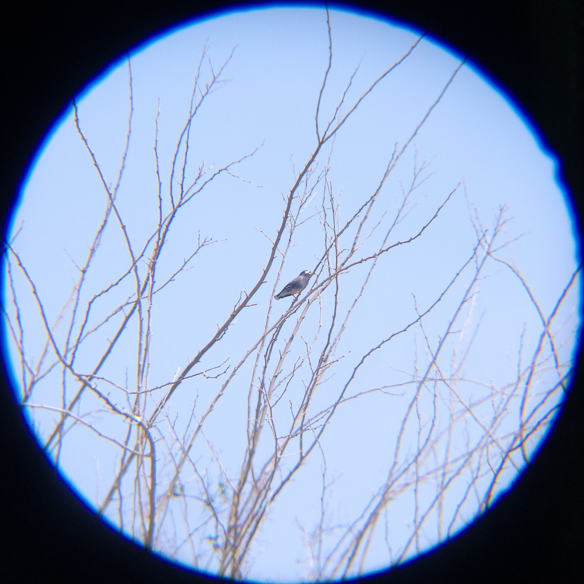 White-cheeked Starling - ML654695726