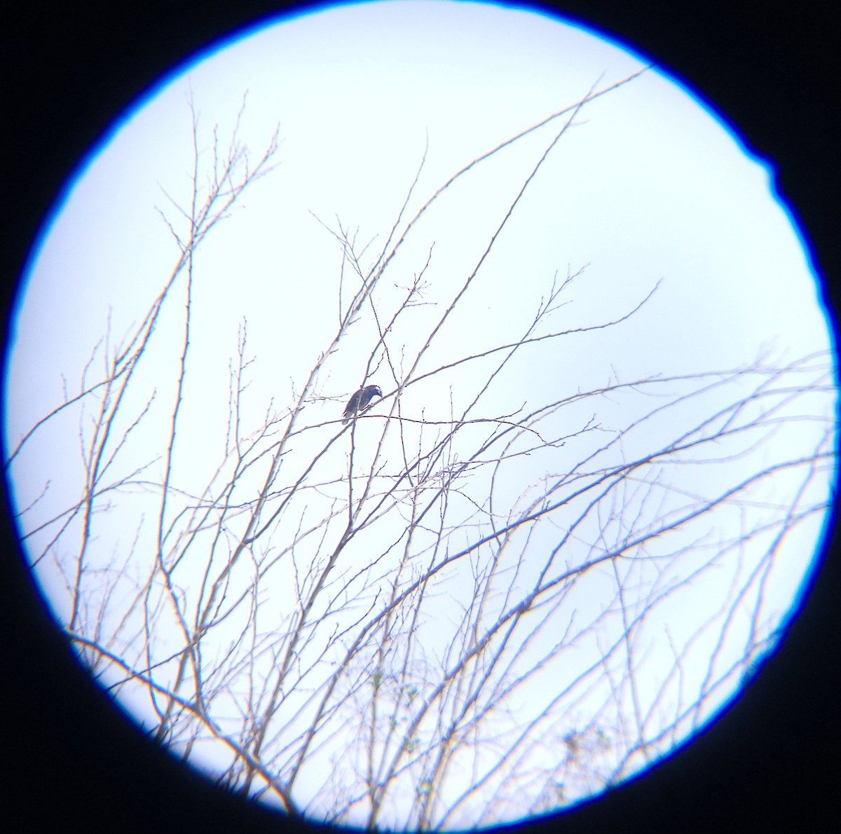 White-cheeked Starling - ML654695727