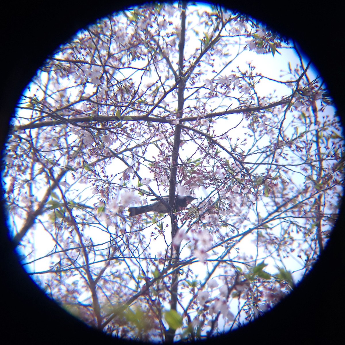 Brown-eared Bulbul - ML654695738