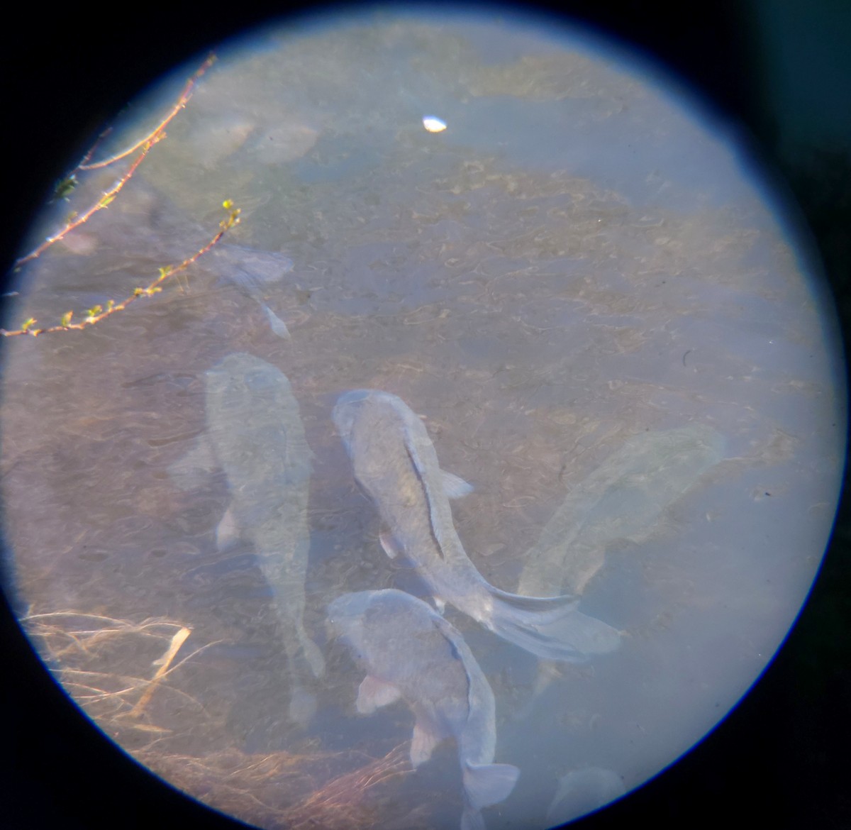 Crucian Carps - ML654695906