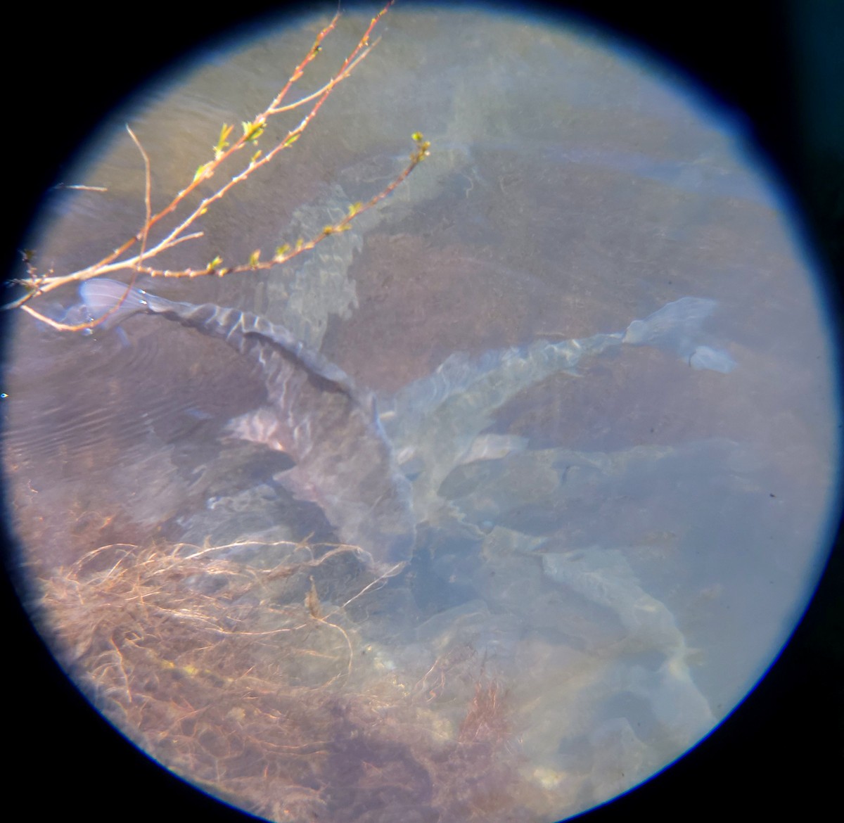 Crucian Carps - ML654695907